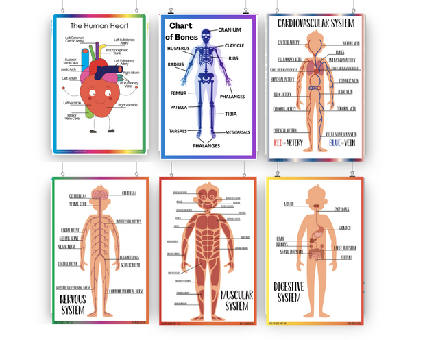 ACTIVE ACADEMICS CHARTS: BODY SYSTEMS - Action Based Learning