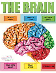 Body Brain Adventure Graphics Package - actionbasedlearning